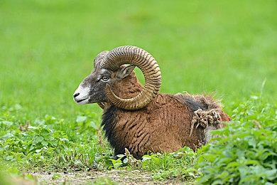 像素风多人潜行休闲游戏《迷你小贼》现已开启限时免费领取活动